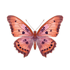 Purple-shot copper butterfly -  Lycaena alciphron 1. Transparent PNG. Generative AI