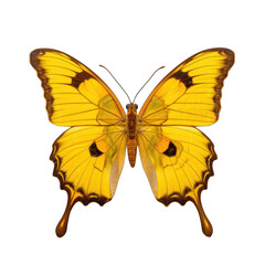 Southern dogface butterfly -  Zerene cesonia 1. Transparent PNG. Generative AI