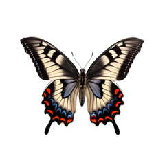 Fototapeta premium Tiger swallowtail butterfly - Papilio glaucus 1. Transparent PNG. Generative AI