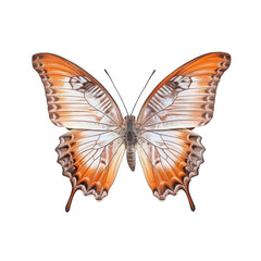 Fototapeta premium Tawny rajah butterfly - Charaxes bernardus 1. Transparent PNG. Generative AI
