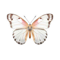 Small white butterfly -  Pieris rapae 1. Transparent PNG. Generative AI