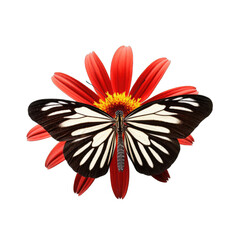 Zebra longwing butterfly -  Heliconius charithonia 1. Transparent PNG. Generative AI