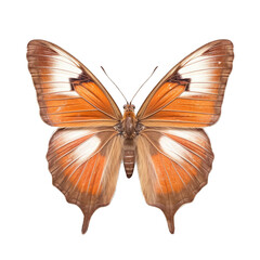 Fototapeta premium Western brown butterfly - Heteronympha merope 1. Transparent PNG. Generative AI