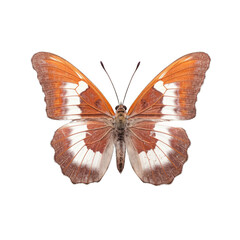 White-bordered copper butterfly -  Lycaena helvetica 1. Transparent PNG. Generative AI