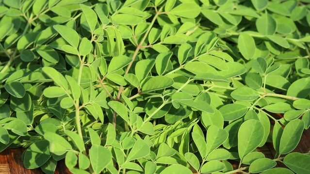 rotating pile of fresh moringa leaves, a superfood