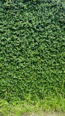 Green leaf background, Green grass wall texture for background design and eco and die-cut wall for artwork.