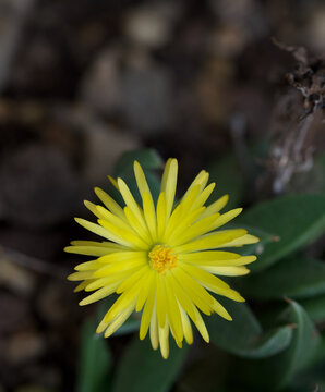 Beautiful close-up of a bergeranthus multiceps flower