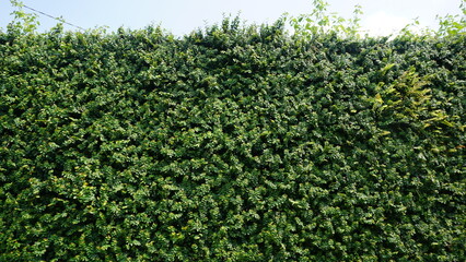 Green leaf background, Green grass wall texture for background design and eco and die-cut wall for artwork.