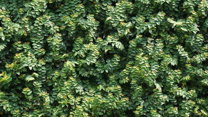 Green leaf background, Green grass wall texture for background design and eco and die-cut wall for artwork.