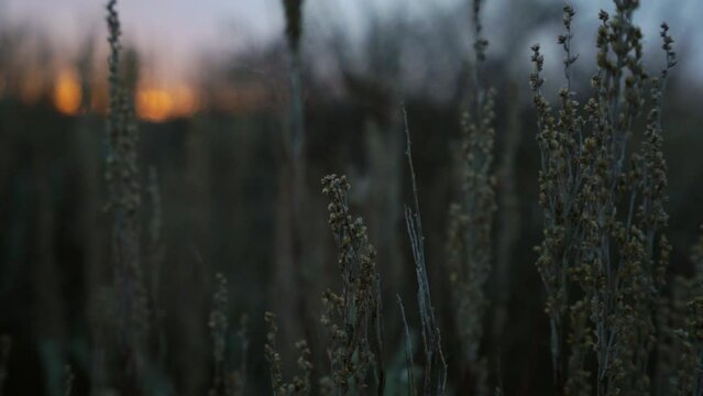 Breeze blows sage brush shoots in growing light of dawn