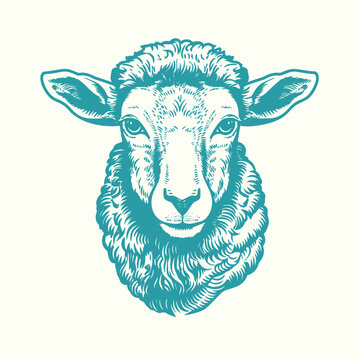 Hand drawn sheep head. Vintage woodcut engraving style vector illustration.	
