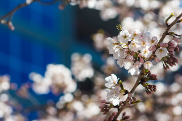 Beautiful, Urban, Spring White Blooms on Tree Branch w/ Blue Skyscraper in Back–Wedding, Baby Shower, Brunch, Garden Party, Birthday, Invitation, Border, Arbor, Backdrop, Flier, Poster, Ad, Wallpaper,