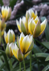 Yellow tulip flowers in the garden. Tulipa urumiensis. Tulipa tarda.