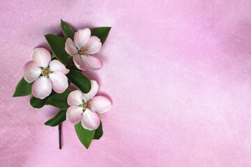 Fototapeta na wymiar Branch with apple flowers on a light pink background. Spring floral natural background. 