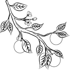 orange tree,branch of an orange tree,black line