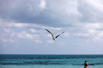 Seagull flying over sea waves and swimming people on background of blue sky with white clouds