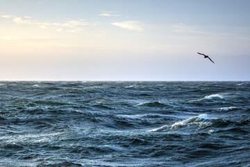 Photo of a bird soaring above the vast expanse of the Drake Passage
