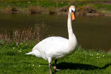 Mute Swan (in german Höckerschwan) Cygnus olor