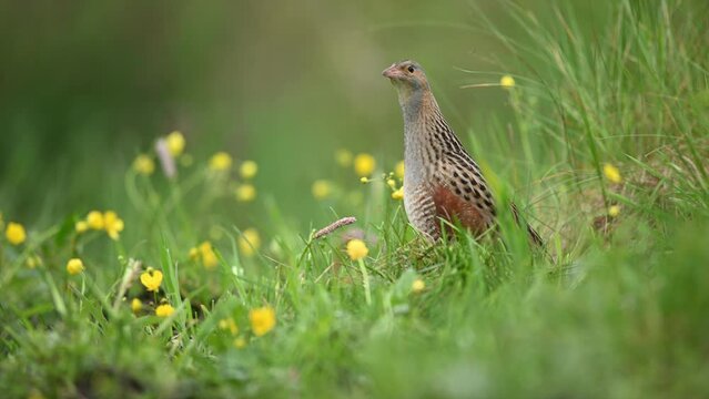 Corn crake bird ( Crex crex )	