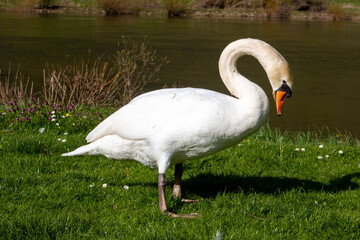 Mute Swan (in german Höckerschwan) Cygnus olor