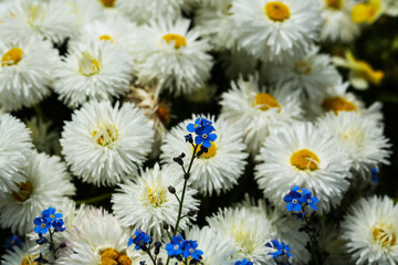 Bellis perennis 'Habanera White', Schönheit, 