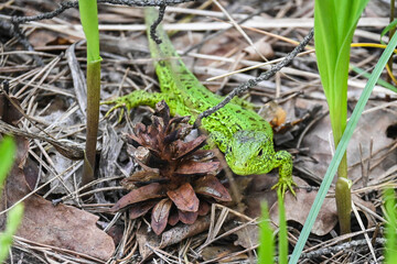 A nimble lizard in the wild.