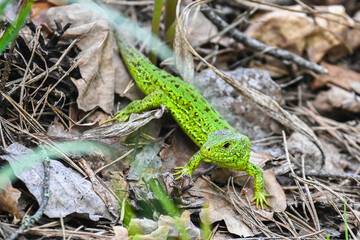 A nimble lizard in the wild.