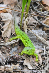 A nimble lizard in the wild.