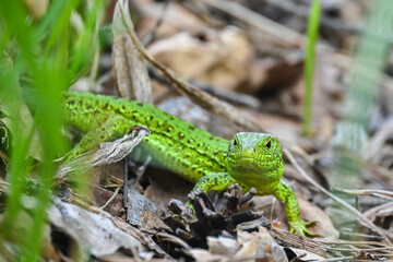 A nimble lizard in the wild.