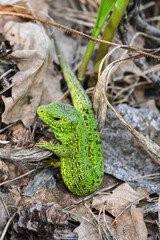 A nimble lizard in the wild.