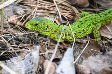 A nimble lizard in the wild.