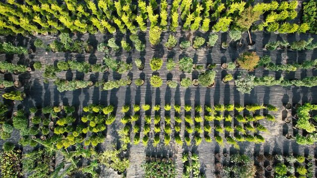 aerial pine saplings