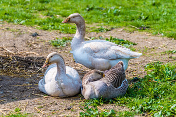 A view of a gaggle of geese in a paddock near Melton Mowbray in Summertime