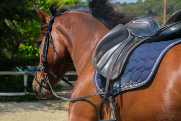 Precioso y brillante caballo marrón trotando