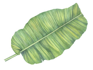 Watercolor illustration of a banana palm leaf. Isolated. Handmade work.