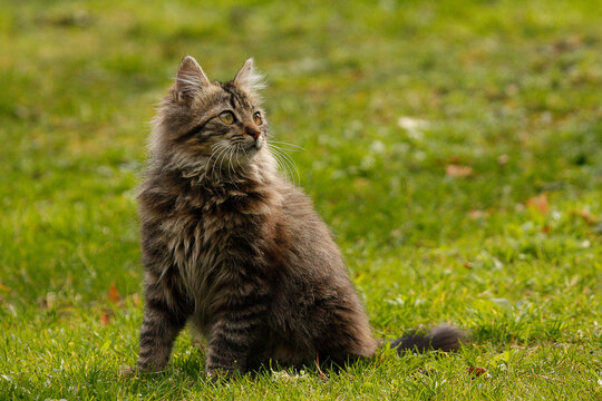 Hermoso gato en el jard&iacute;n parado sobre el pasto.