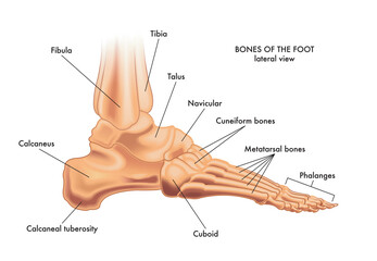 Medical illustration of the major parts of the foot bones in lateral view, with annotations. - obrazy, fototapety, plakaty
