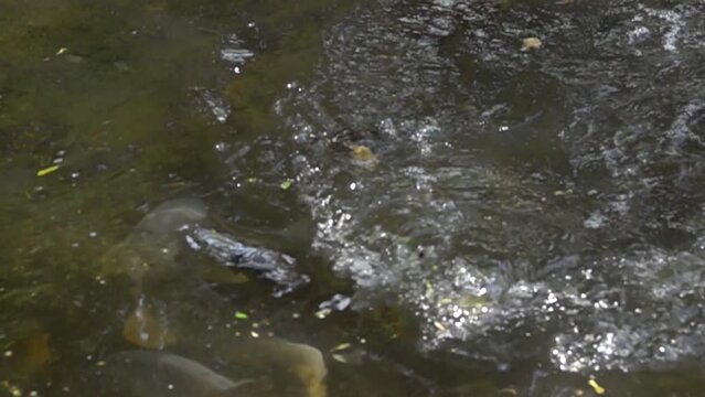 Fraie des carpes au printemps, 480fps ralenti X8/59,94fps