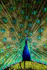 Fotobehang Portrait of beautiful peacock with feathers out © pszabo