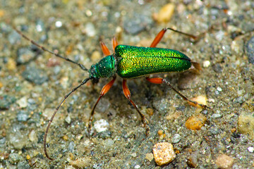 Metallic green longhorn beetle in Newbury, New Hampshire.