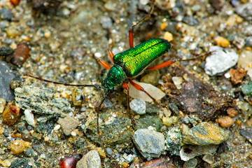 Metallic green longhorn beetle in Newbury, New Hampshire.