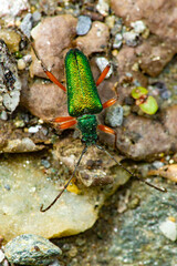 Metallic green longhorn beetle in Newbury, New Hampshire.
