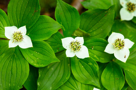 White bunchberry flowers on Mt. Sunapee in Newbury, New Hampshire.