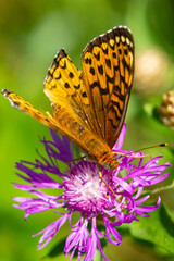Closeup of a great spangled fritillary butterfly with imperfect wings.