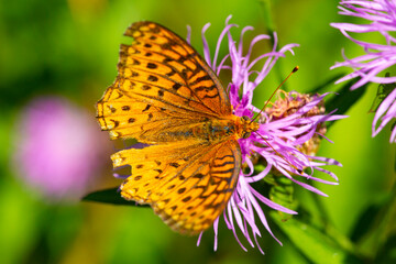 Closeup of a great spangled fritillary butterfly with imperfect wings.