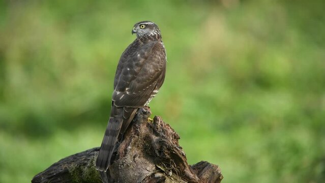 Sparrowhawk ( Accipiter nisus ) close up	