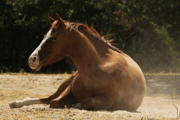 Sorrel gelding horse laying in dry Texas farm field after dust bath in summer heat outdoors. - obrazy, fototapety, plakaty