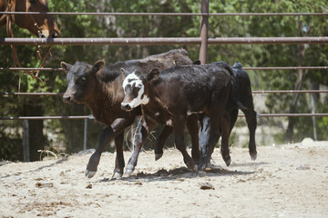 Black calves on ranch in dust of pen closeup for beef in agriculture.
