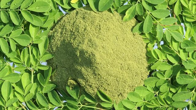 Rotating fresh moringa powder and leaves, a superfood