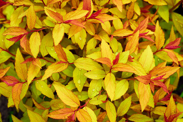 Spiraea fresh leaves.